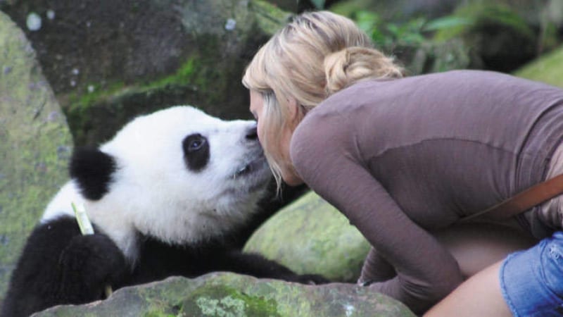 sneezing panda