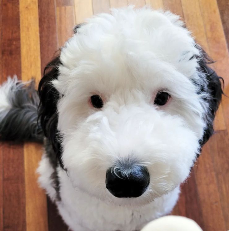 Snoopy esiste davvero: ecco Bailey