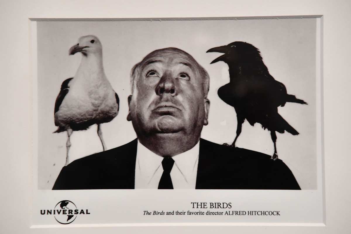 Gli Uccelli curiosità sul film di Hitchcock